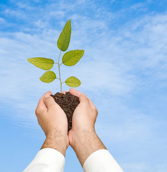 Sapling in hands — Stock Photo, Image