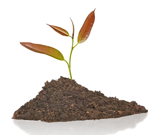 Sapling growing from soil — Stock Photo, Image