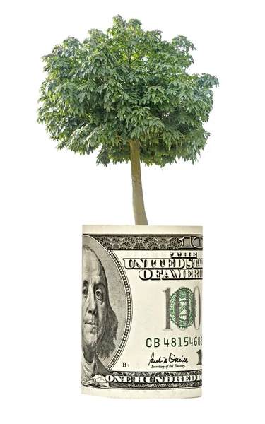 Albero che cresce dalla banconota dollaro — Foto Stock