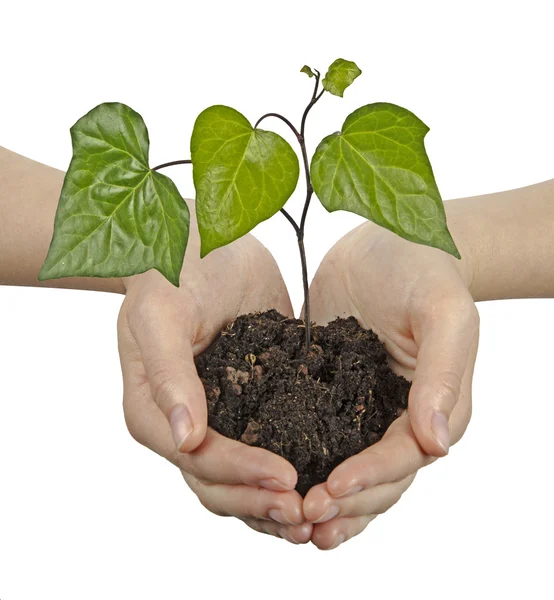 Seedling in hands Royalty Free Stock Photos