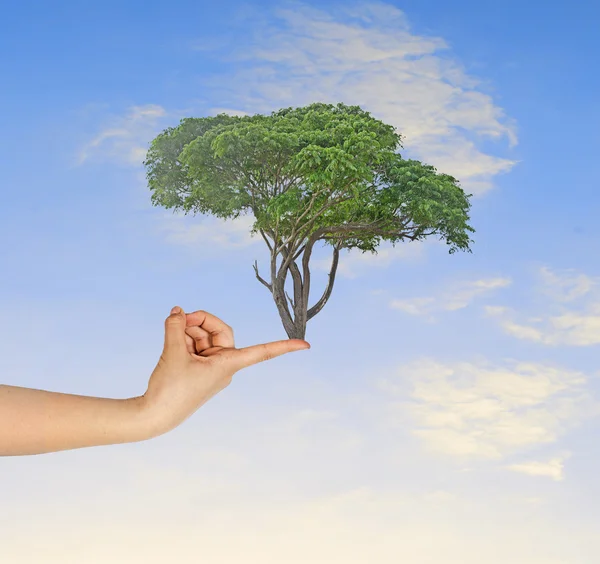 Tree on finger — Stock Photo, Image