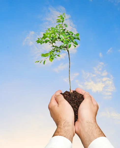 Árbol cítrico en mano — Foto de Stock