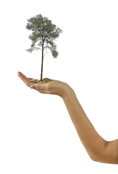 Palms with a tree growng from pile of coins — Stock Photo, Image