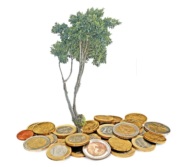 Дерево растет из монет — стоковое фото