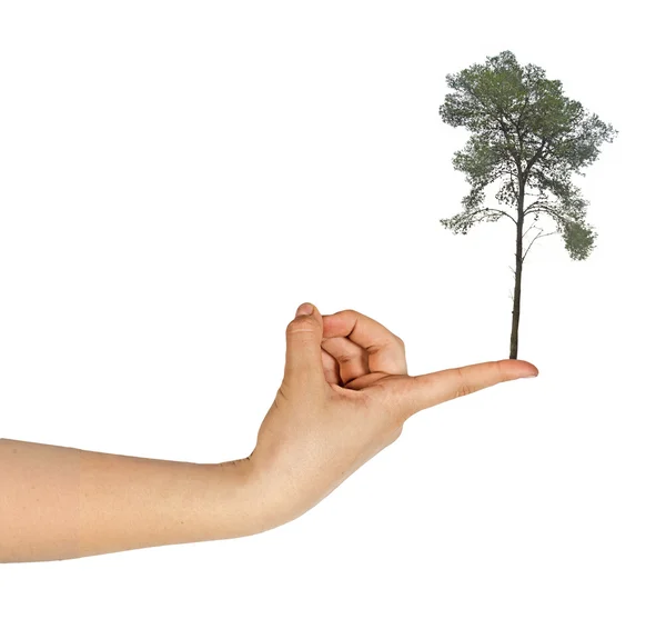 Tree on finger — Stock Photo, Image