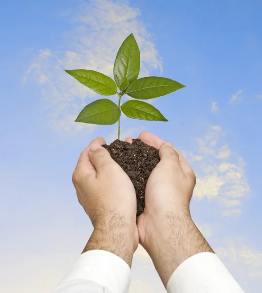 Sapling in hands — Stock Photo, Image