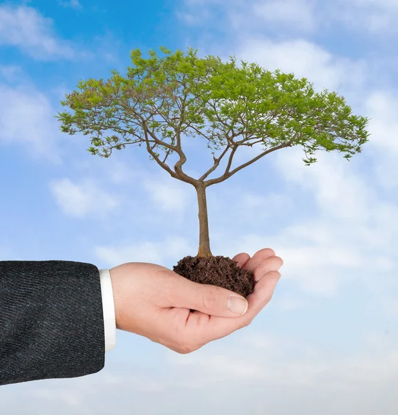 Tree in hand