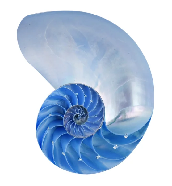 Оболонки Nautilus — стокове фото