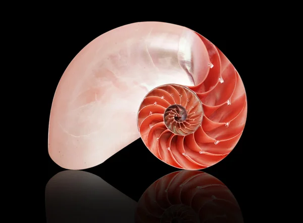 Nautilus shell — Stock Photo, Image