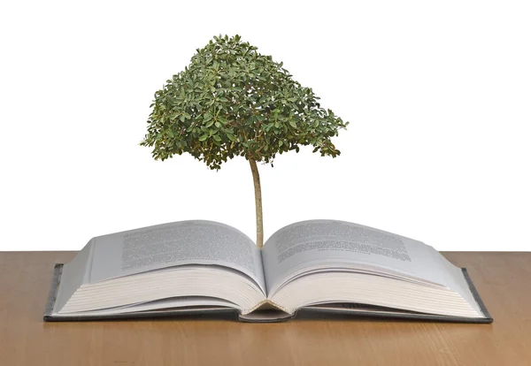 Strom, který roste z otevřené knihy — Stock fotografie