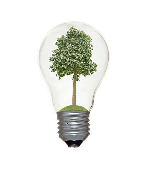 Incandescent light bulb with a tree as the filament — Stock Photo, Image