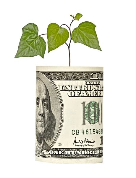 Plant growing from dollar bill — Stock Photo, Image