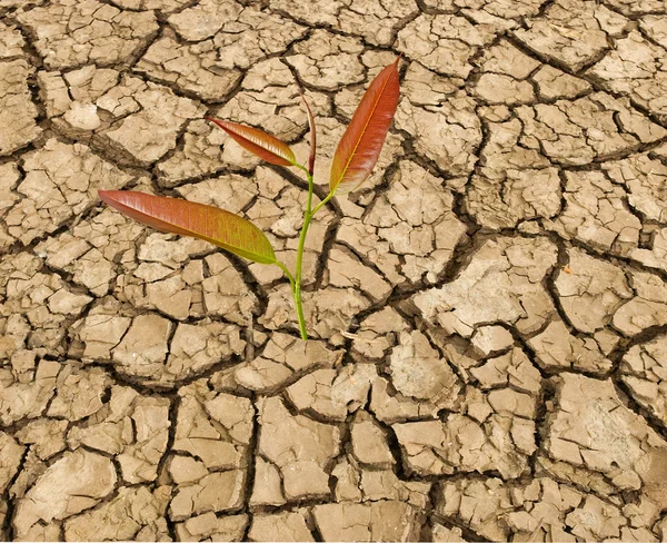 从干旱土地成长的树苗 — 图库照片