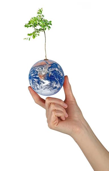 Tree on Earth as a symbol of pease and feeding the world.Element — Stock Photo, Image