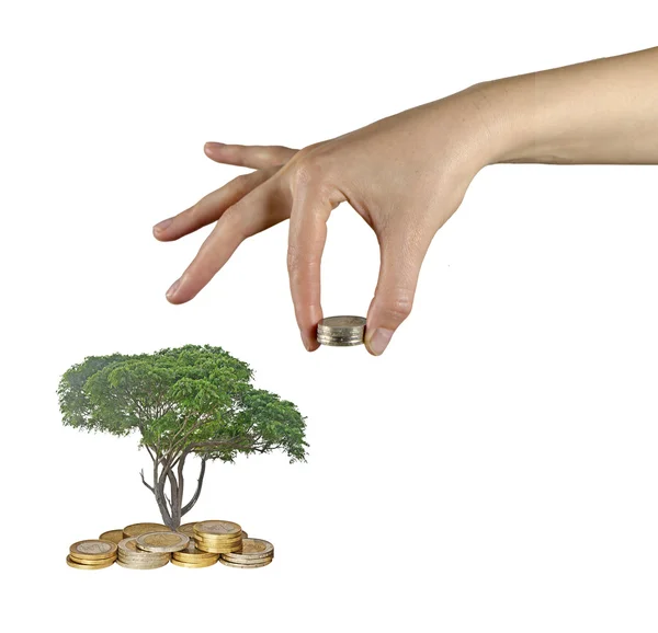 Palma con un árbol cultivado a partir de un montón de monedas — Foto de Stock