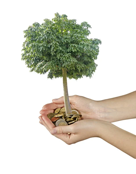 Palm with a tree growng from pile of coins — Stock Photo, Image