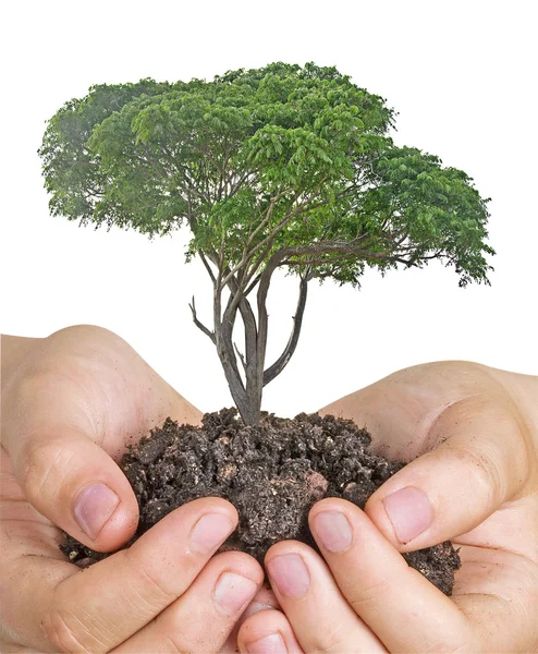 Baum in den Händen — Stockfoto