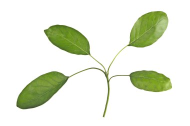 Avokado ağacı dalı