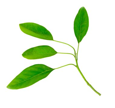 Avokado ağacı dalı