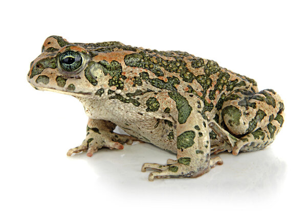 Toad on white background