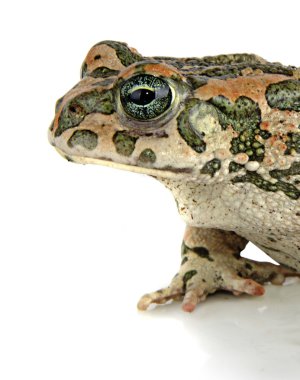 Beyaz arkaplanda kurbağa