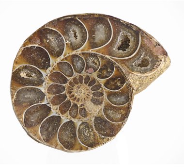 Ammonite fossil clipart