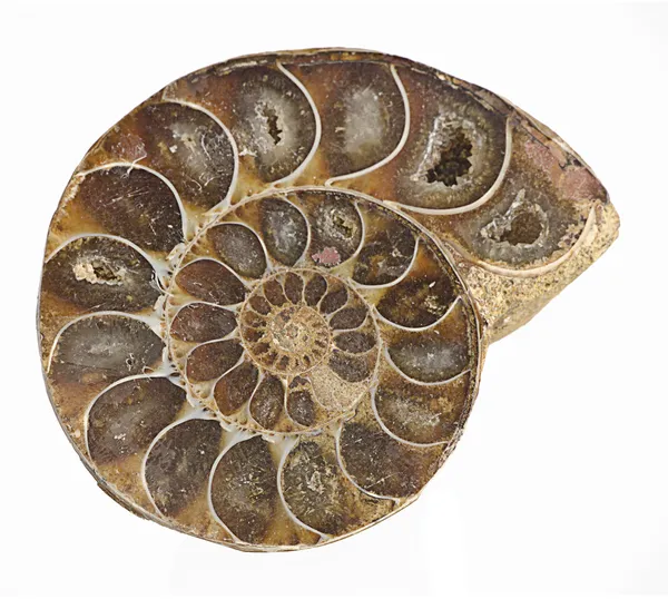 Ammonite fossiele — Stockfoto