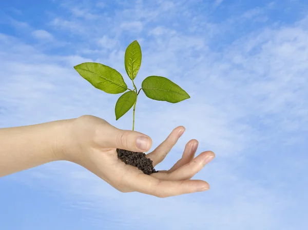 Sapling in hand — Stock Photo, Image