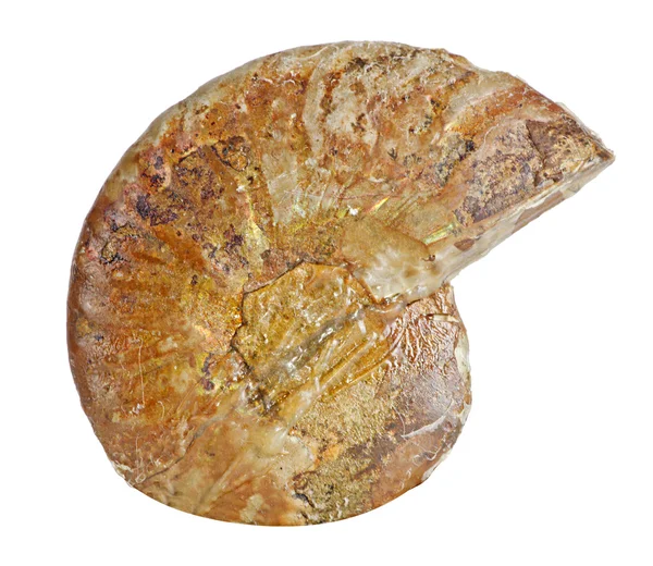 Fossile di ammonite — Foto Stock