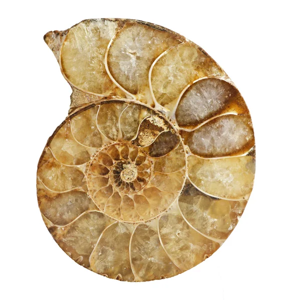 Ammoniten-Fossil — Stockfoto