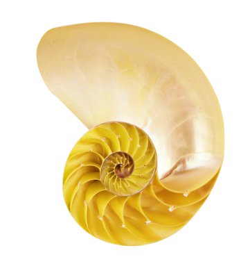 Nautilus kabuğu
