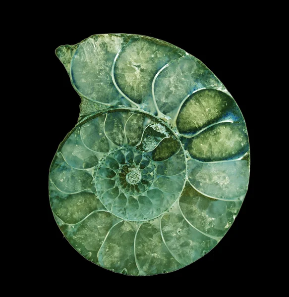 Ammonite fossile — Photo