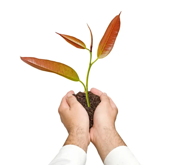 Sapling in hands — Stock Photo, Image