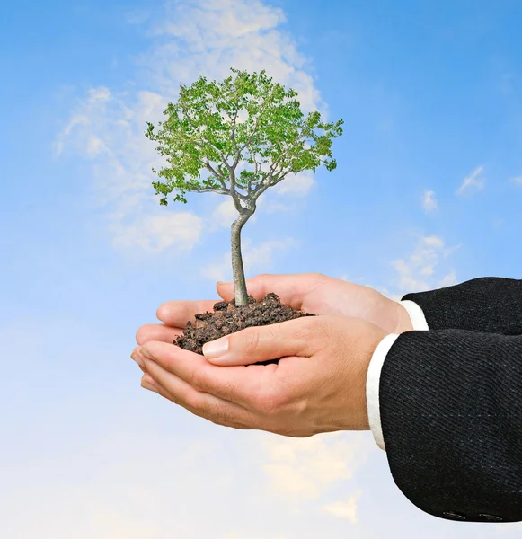 Tree in hands — Stock Photo, Image