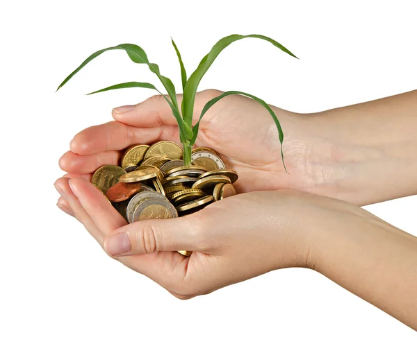 Presentando el brote de maíz como un regalo de la agricultura — Foto de Stock