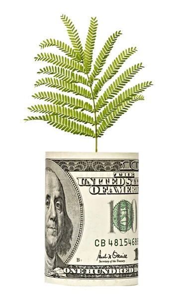 Sapling growing from dollar bill — Stock Photo, Image