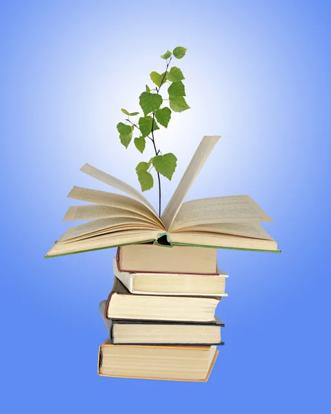 Tree growing from open book — Stock Photo, Image