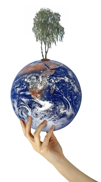 Tree on Earth as a symbol of peace.Elements of this image furnis — Stock Photo, Image