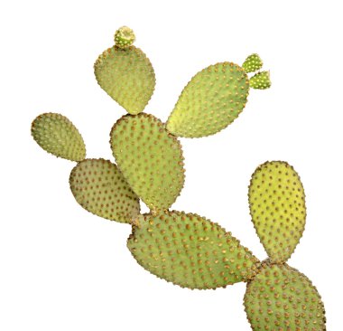 Beyaz arka plan üzerinde izole opuntia kaktüs