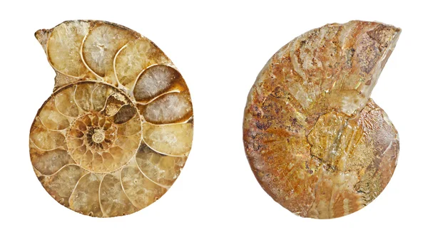 Ammonite fossil — Stock Photo, Image