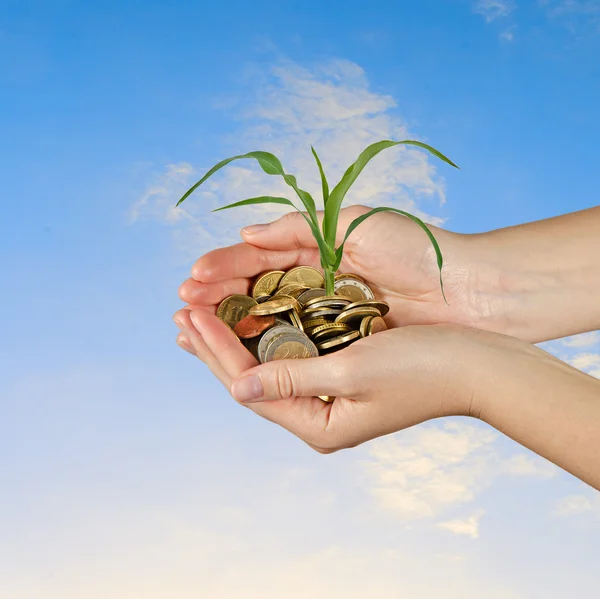 Presenting corn shoot as a gift of agriculture — Stock Photo, Image