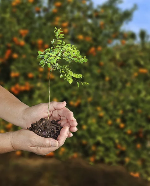 Vrouw aanplant citrus plantgoed — Stockfoto