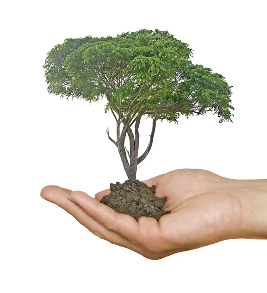 Tree in hands — Stock Photo, Image