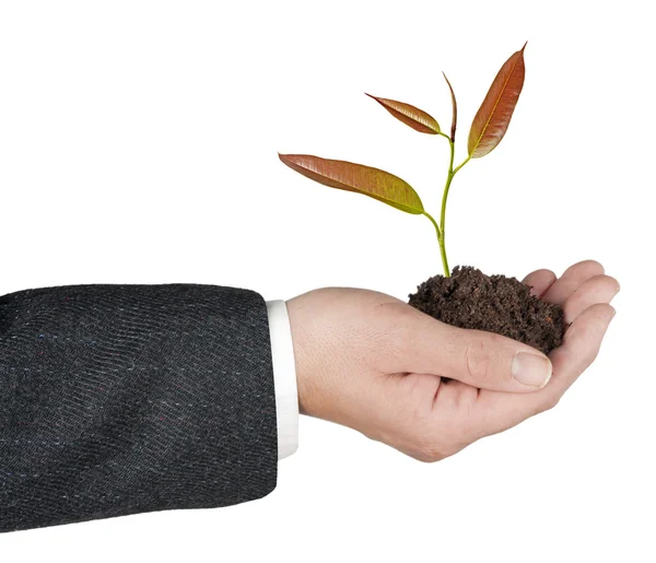 Tree in hands — Stock Photo, Image