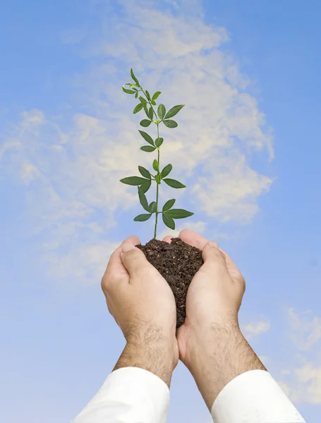 Seedling in hand — Stock Photo, Image