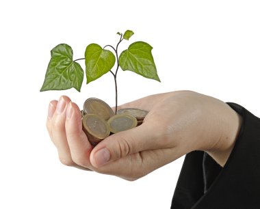 bitki dar paralar kazık