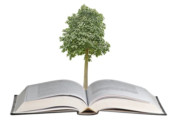 Baum wächst aus offenem Buch — Stockfoto