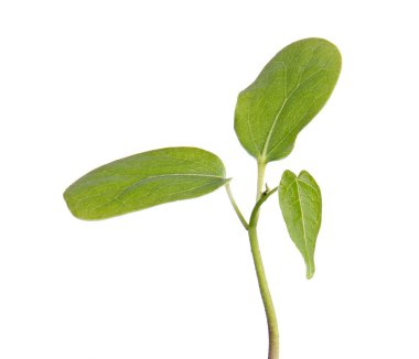 beyaz zemin üzerine fidan