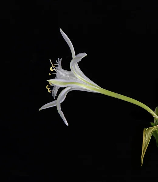 Квітка на чорному фоні — стокове фото