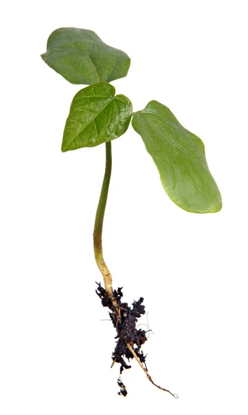 Planta på vit bakgrund — Stockfoto